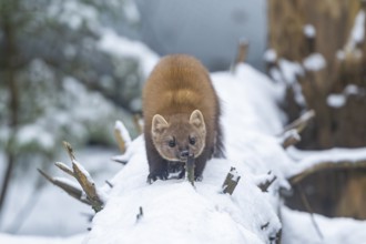 European pine marten (Martes martes) standing in the snow in winter, National Park Bavarian Forest,