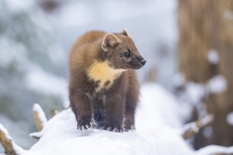 European pine marten (Martes martes) running in the snow in winter, National Park Bavarian Forest,