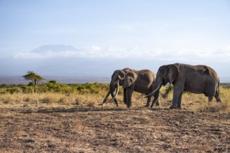 Two African elephants (Loxodonta africana) in a picturesque landscape with the summit of Mount