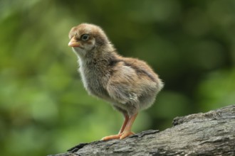 Newborn chicken standing on a tree