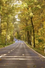Car Road in autumn, autumn leaves, Germany