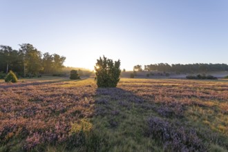 Golden sunbeams over the blooming Lüneburger Heide near Niederhaverbeck