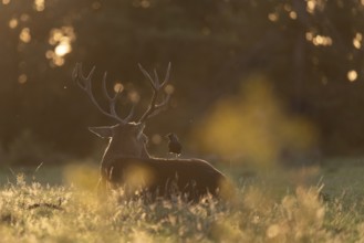 Red deer at the rutting 2025, London, Great Britain
