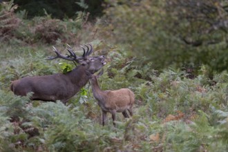 Red deer at the rutting 2025, London, Great Britain