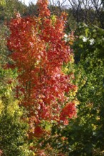 Autumn colors, Golden October, Germany