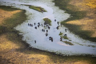 Kaffir buffalo (Syncerus caffer caffer), flock in river, aerial view, Okavango Delta, Botswana