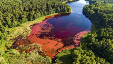 Red algae plant on the lake. abstract ecology nature concept, wild landscape with vibrant red