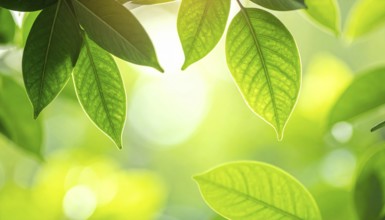 Natural green leaves plants, spring ans summer background cover page, golden soft light, green and
