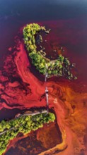 Red algae plant on the lake. abstract ecology nature concept, wild landscape with vibrant red