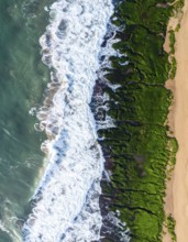 Green algae on the sandy shore of an ocean. Fascinating phenomenon of wild coastline with green