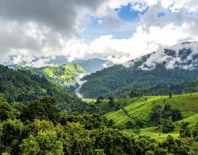 Banner background of tropical forest landscape scene, green wild jungle, cloudy sky at morning,