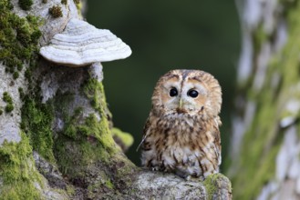 Tawny owl (Strix aluco), adult, on tree, in winter, alert, Bohemian Forest, Czech Republic, Europe,