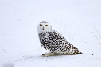 Snowy owl (Nyctea scandiaca), snowy owl, adult, alert, in snow, foraging, in winter, Bohemian