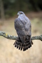 Hawk (Astur gentilis), adult, female, on tree, in winter, alert, Bohemian Forest, Czech Republic,