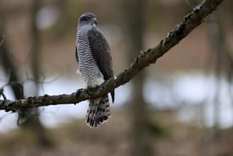 Hawk (Astur gentilis), adult, female, on tree, in winter, alert, Bohemian Forest, Czech Republic,