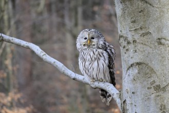 Hawk owl (Strix uralensis), adult, in winter, on tree, Bohemian Forest, Czech Republic, Europe,