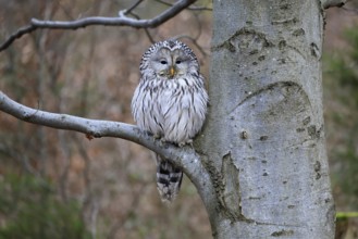 Hawk owl (Strix uralensis), adult, in winter, on tree, on tree trunk, Bohemian Forest, Czech