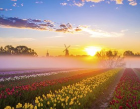 Fog covered landscape in sunrise with tulip fields and windmill in background, AI generated