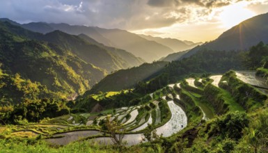 Early morning light bathes Philippines rice terraces cascading down mountain slopes, beautiful