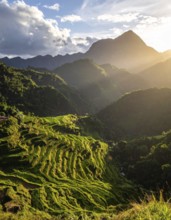 Early morning light bathes Philippines rice terraces cascading down mountain slopes, beautiful