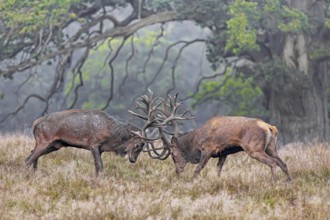 Two rutting red deer (Cervus elaphus) stags fighting by locking antlers during fierce mating battle