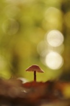 Autumn time in the forest, October, Pilz, Germany