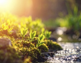 Beautiful spring detailed stream of fresh water, vibrant blooming young green plants, wallpaper