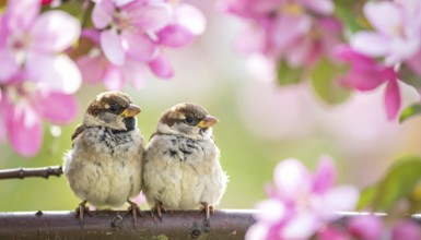Small funny Sparrow Chicks sit in the garden surrounded by pink Apple blossoms on a Sunny may day,