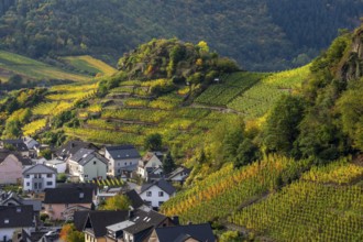 Vineyards in autumn in the middle Ahr Valley, near Mayschoß, Rhineland-Palatinate