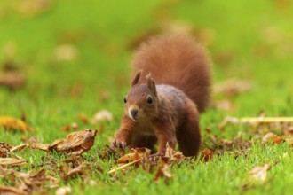 Squirrel (Sciurus vulgaris), wildlife, Germany