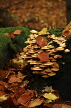 Autumn time, mushrooms in the forest, October, Germany