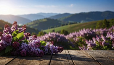 Beautiful Spring Lilacs Bloom Over Wooden Table with Rolling Hills in Background, sunrise at