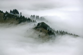 Ridge with conifers sticking out of fog, Allgäu Alps, near Oberstdorf, Oberallgäu, Allgäu, Bavaria,