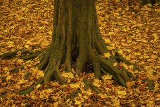 Altzella Abbey is a former Cistercian abbey west of the town of Nossen. In the Middle Ages, it was