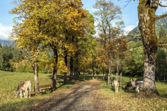 Autumn atmosphere, avenue with autumn-colored sycamore trees, Stillach Valley, near Heini-Klopfer