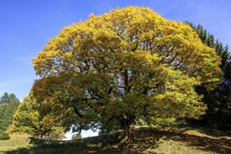 Sycamore tree in autumn colors, Hochleite, near Schwand, Oberstdorf, Oberallgäu, Allgäu, Bavaria,