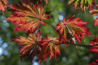 Adenhut leaf maple (Acer japonicum aconitifolium), autumn leaves, Emsland, Lower Saxony, Germany