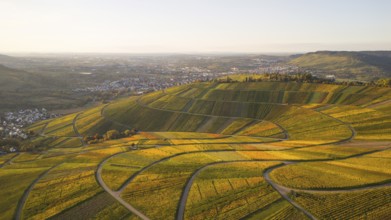 Golden autumn over the vineyards of Weinstadt Beutelsbach, Baden-Württemberg, Germany