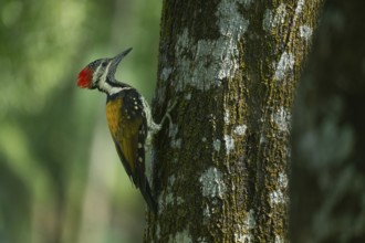 A close-up of a Black-rumped flameback (Dinopium benghalense) on a tree. Sreepur, Gazipur,