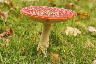 Fairytale toadstool, autumn, Germany