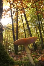 Fairytale toadstool, autumn, Germany