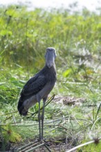 Shoebill (Balaeniceps rex) in the swamps of Mabamba between Papyrus, Lake Victoria, Uganda