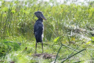 Shoebill (Balaeniceps rex) in the swamps of Mabamba between Papyrus, Lake Victoria, Uganda