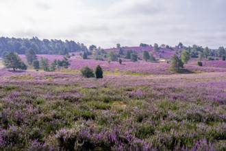 Purple flowering heath, heather and juniper bushes, Lüneburg Heath nature reserve, Lower Saxony,