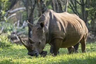 Southern white rhinoceros (Ceratotherium simum simum), Ziwa Rhino Sanctuary, Uganda