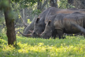 Two animals, Southern white rhinoceros (Ceratotherium simum simum), Ziwa Rhino Sanctuary, Uganda