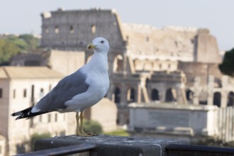 Yellow-legged gull (Larus michahellis) adult bird on an ancient city building with The Colosseum in
