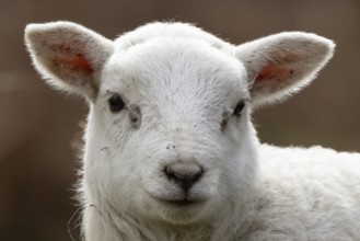 Domestic sheep (Ovis aries) juvenile baby lamb farm animal head portrait in spring, England, United