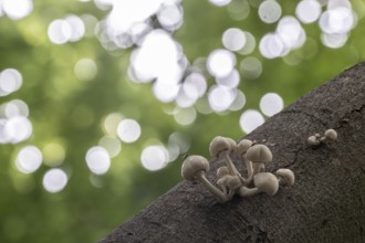Ringed beech slime moulds (Oudemansiella mucida), Emsland, Lower Saxony, Germany