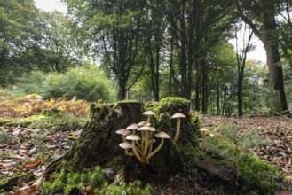 Sulphur tuft (Hypholoma fasciculare) Emsland, Lower Saxony, Germany